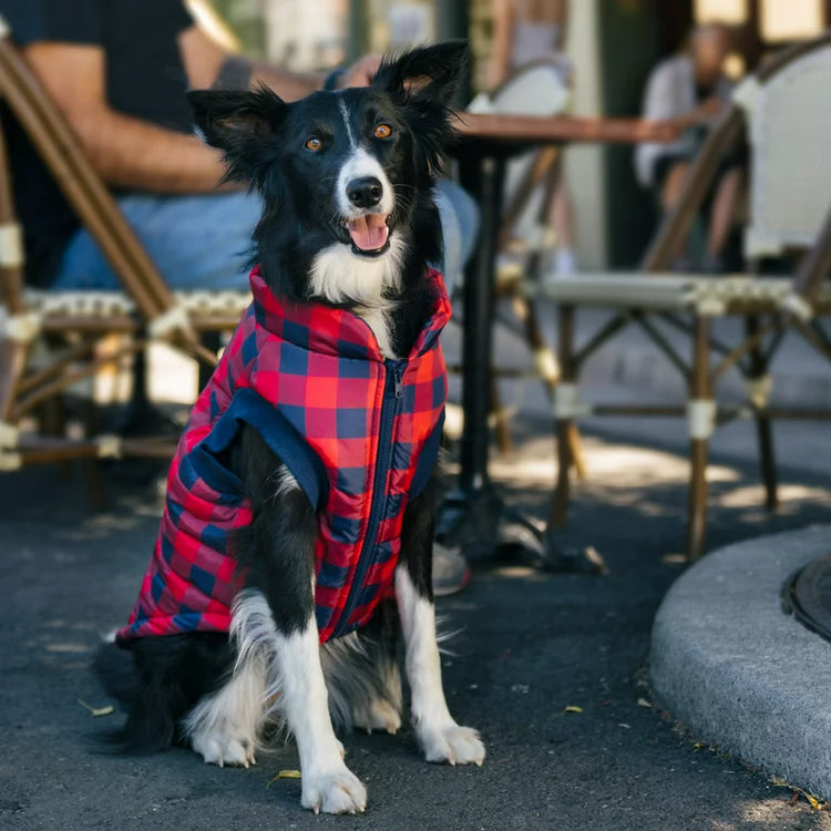 Köpek Ceketleri