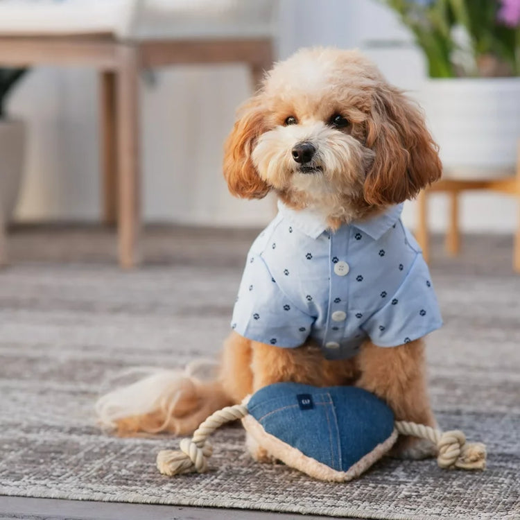 GAP Köpek Koleksiyonu