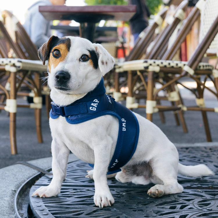 Köpek Aksesuarları