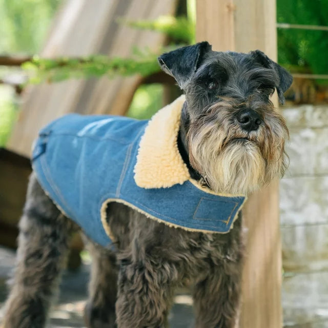 GAP Köpek Kot Ceket