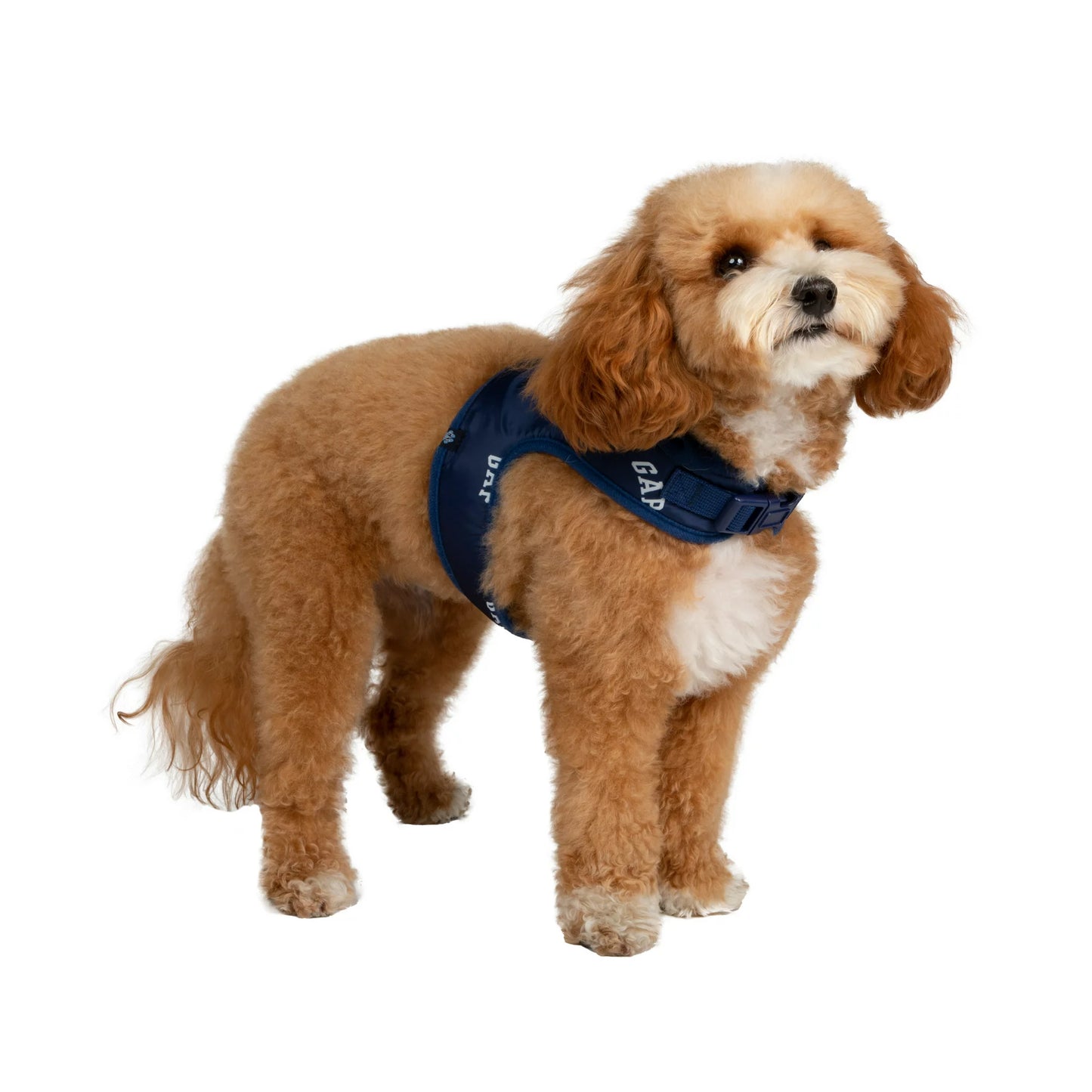 GAP Köpek Göğüs Tasması