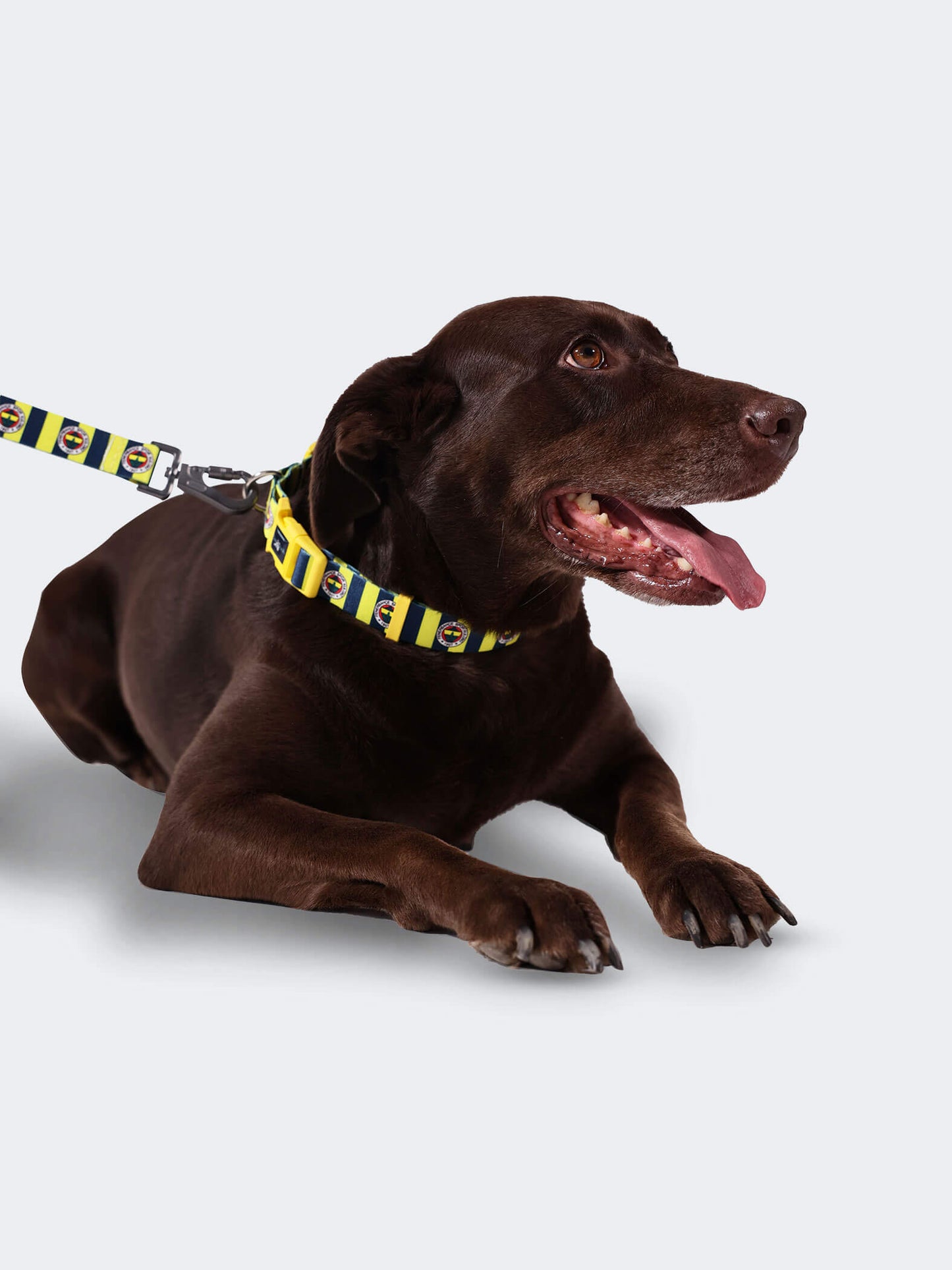 Fenerbahçe Lisanslı & Logolu Köpek Boyun Tasması