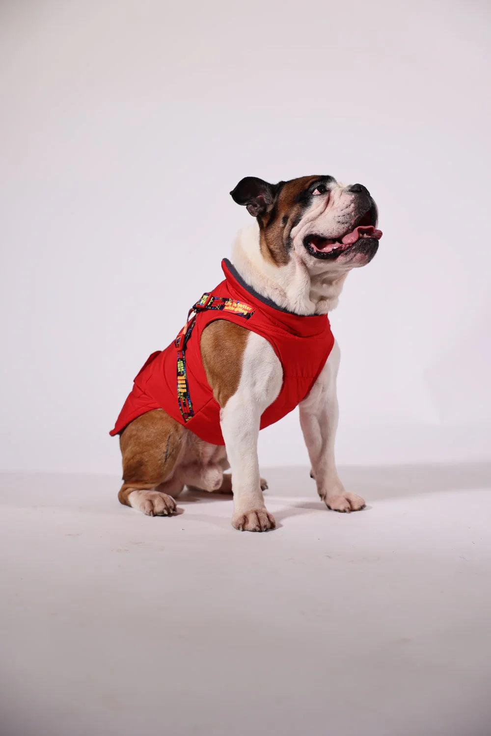 Pawlook Design Göğüs Tasmalı Köpek Montu