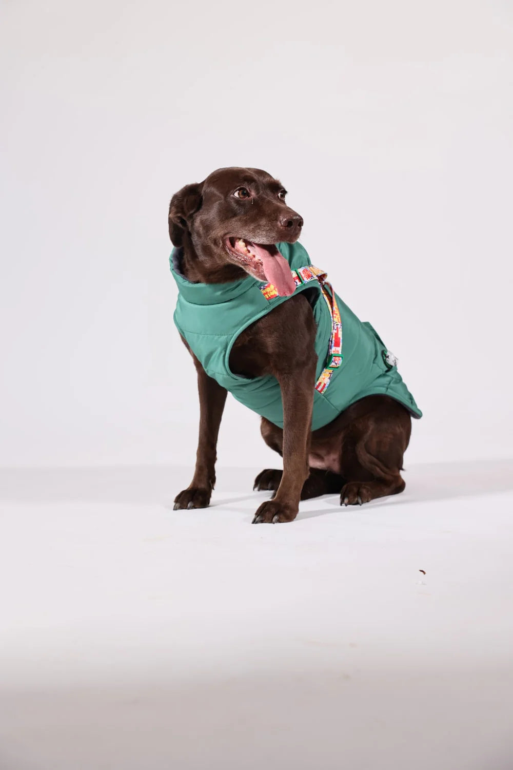 Pawlook Design Göğüs Tasmalı Köpek Montu