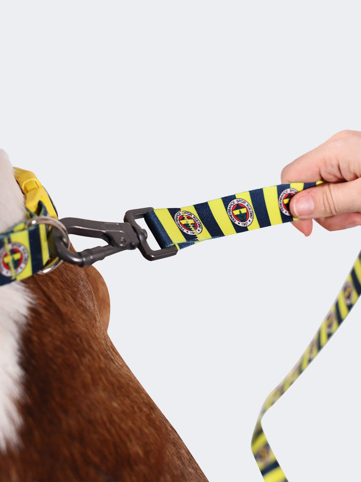 Fenerbahçe Lisanslı & Logolu Köpek Gezdirme Kayışı