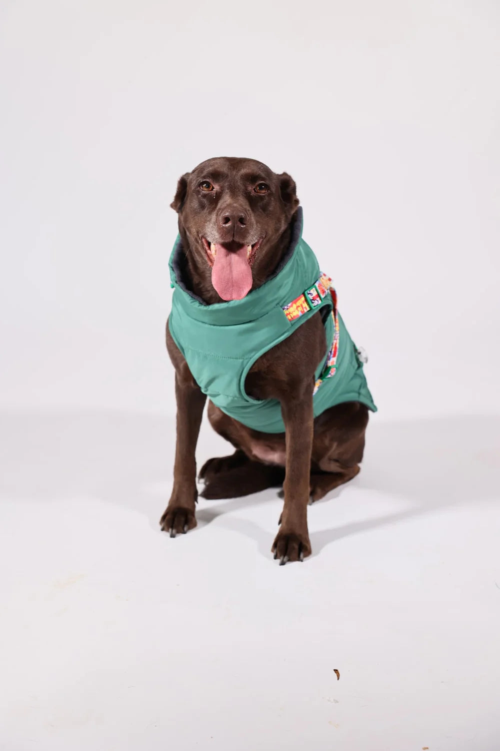 Pawlook Design Göğüs Tasmalı Köpek Montu