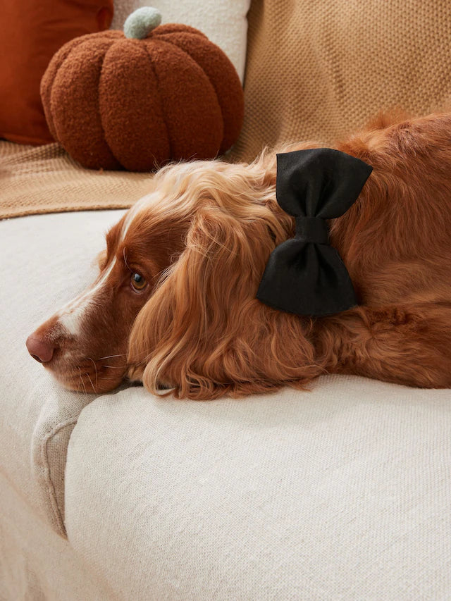 Köpek Papyonu
