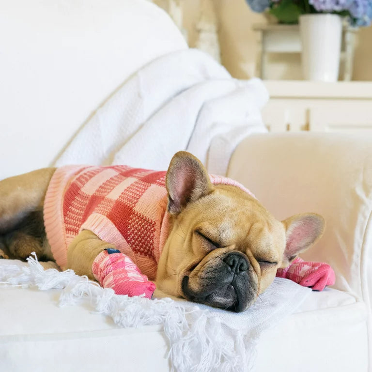 GAP Dog Socks