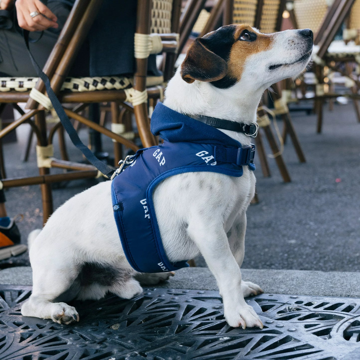 GAP Köpek Göğüs Tasması
