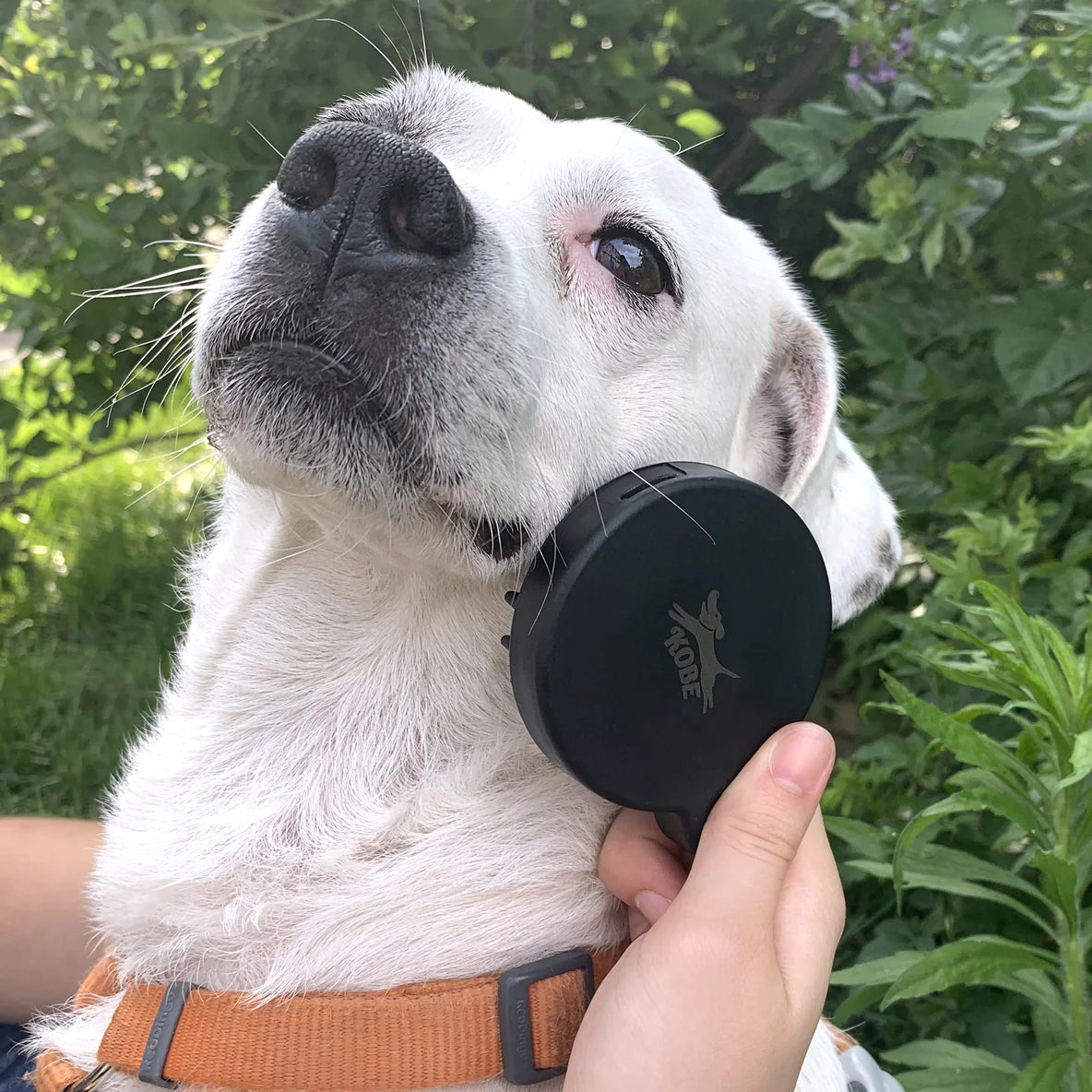 Kikkerland Kobe Dog Spa Kit