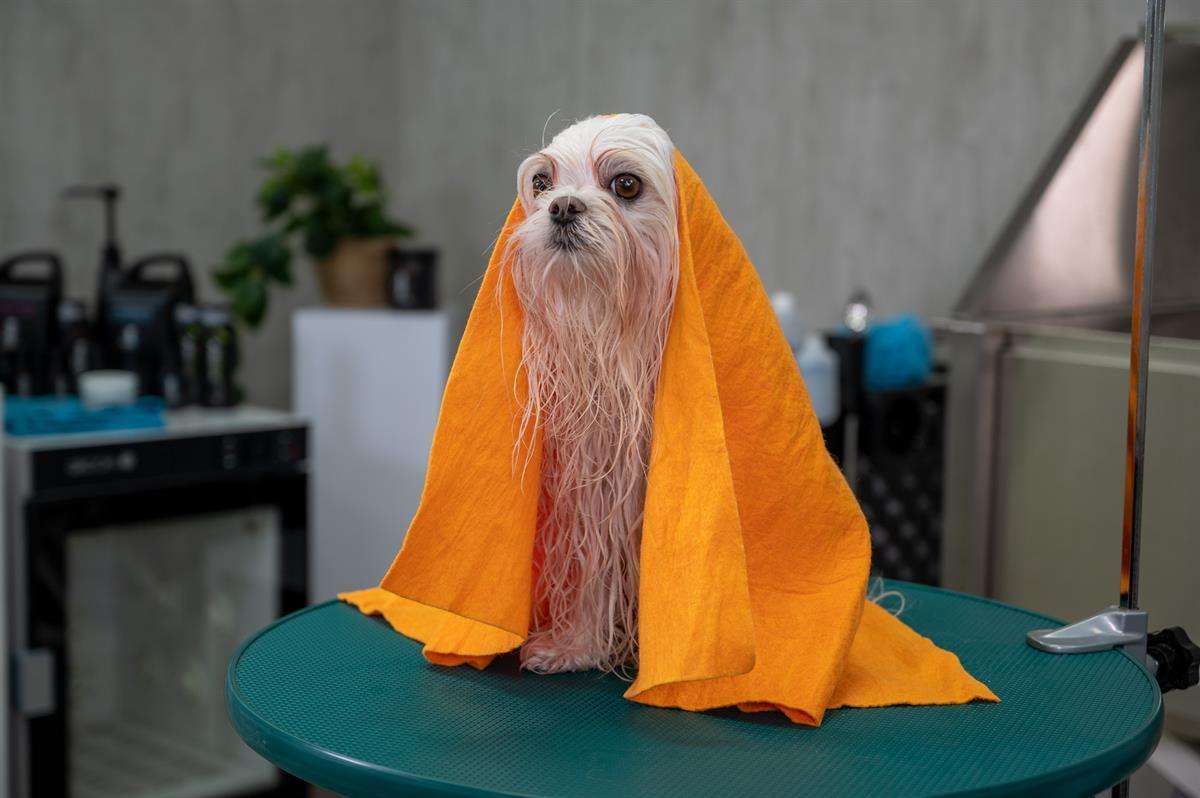 Show Tech Moisture Magnet Yüksek Emici Kurulama Havlusu