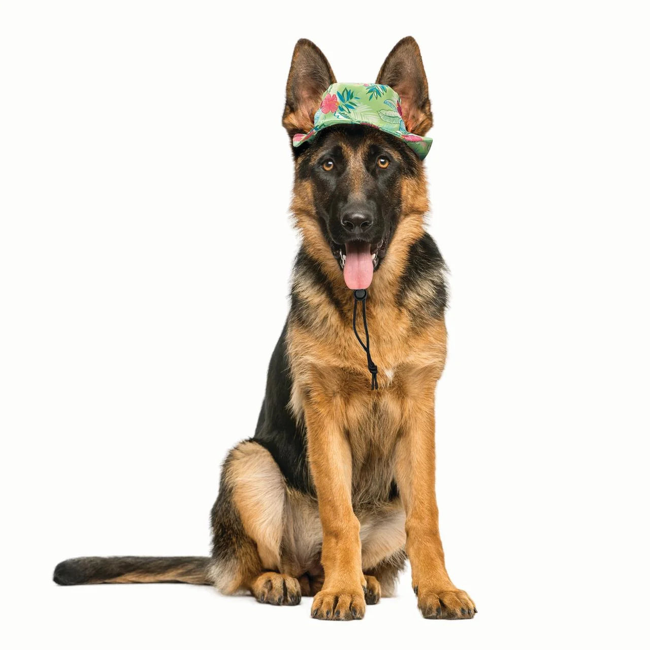 Köpek Şapkası
