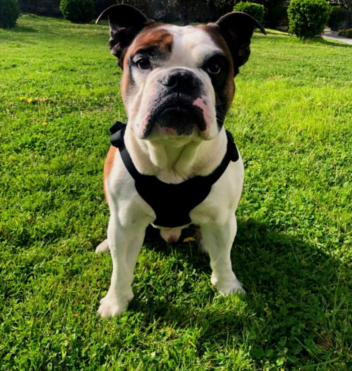 Pawlook Dog Harness Backpack Bond Series