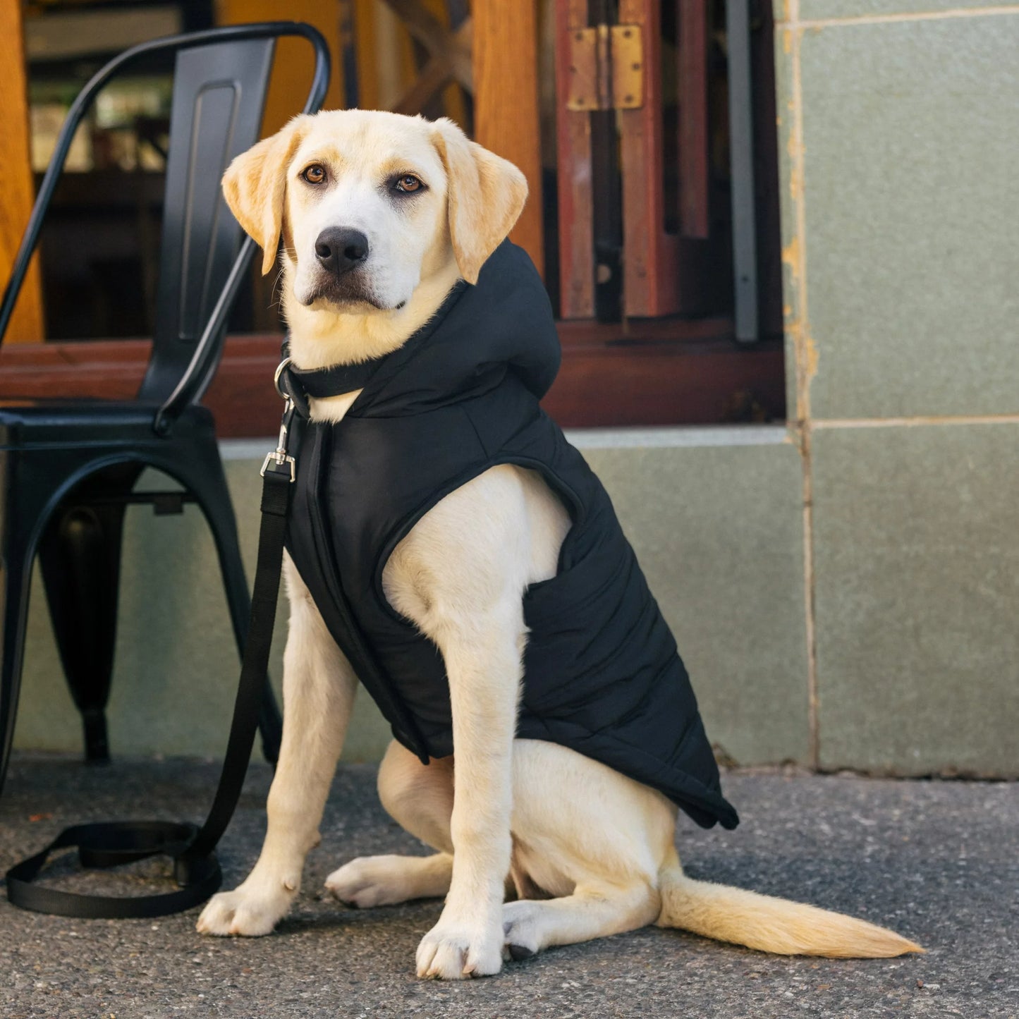 GAP Köpek Kapşonlu Ceket