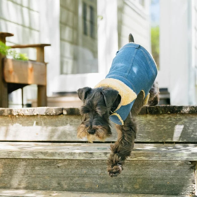 GAP Köpek Kot Ceket