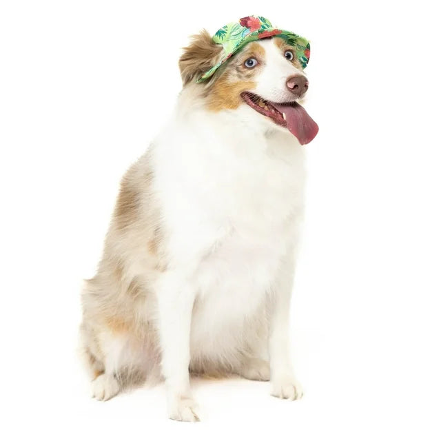 Köpek Şapkası