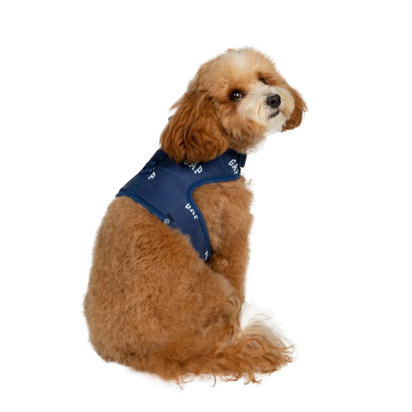 GAP Köpek Göğüs Tasması