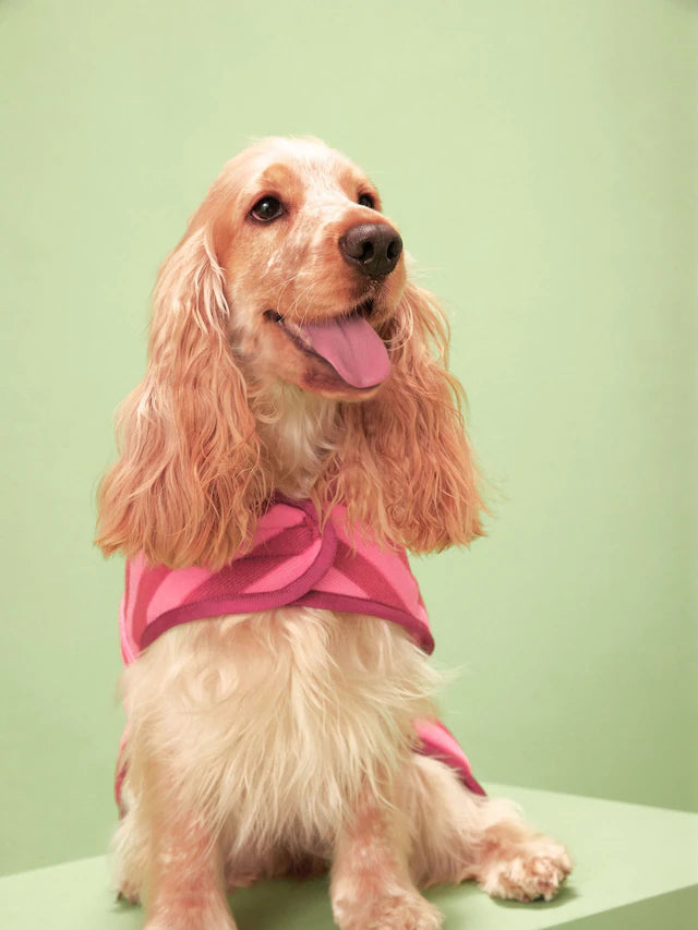 Köpek Kurulama Havlusu & Bornoz