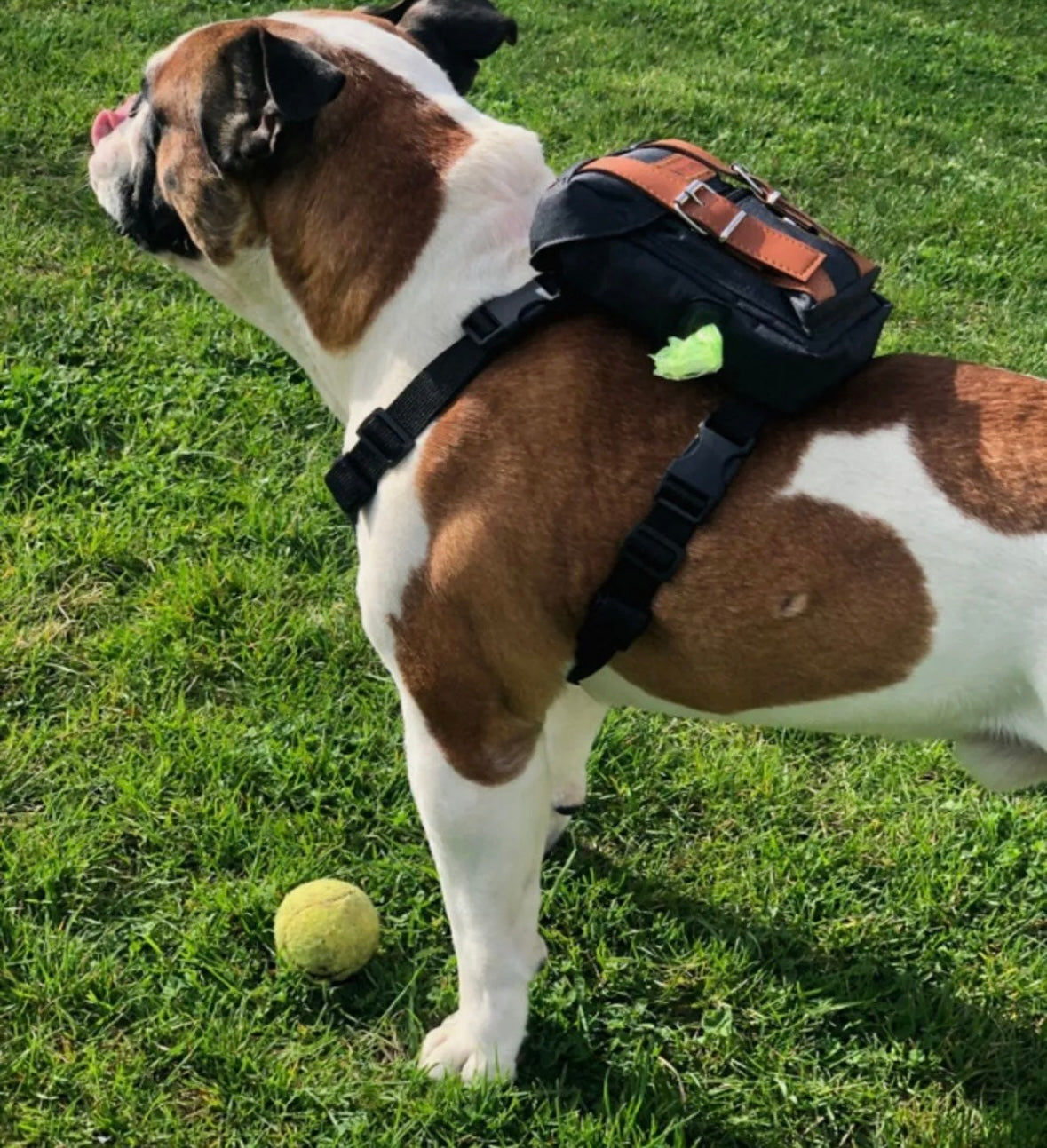 Pawlook Dog Harness Backpack Bond Series