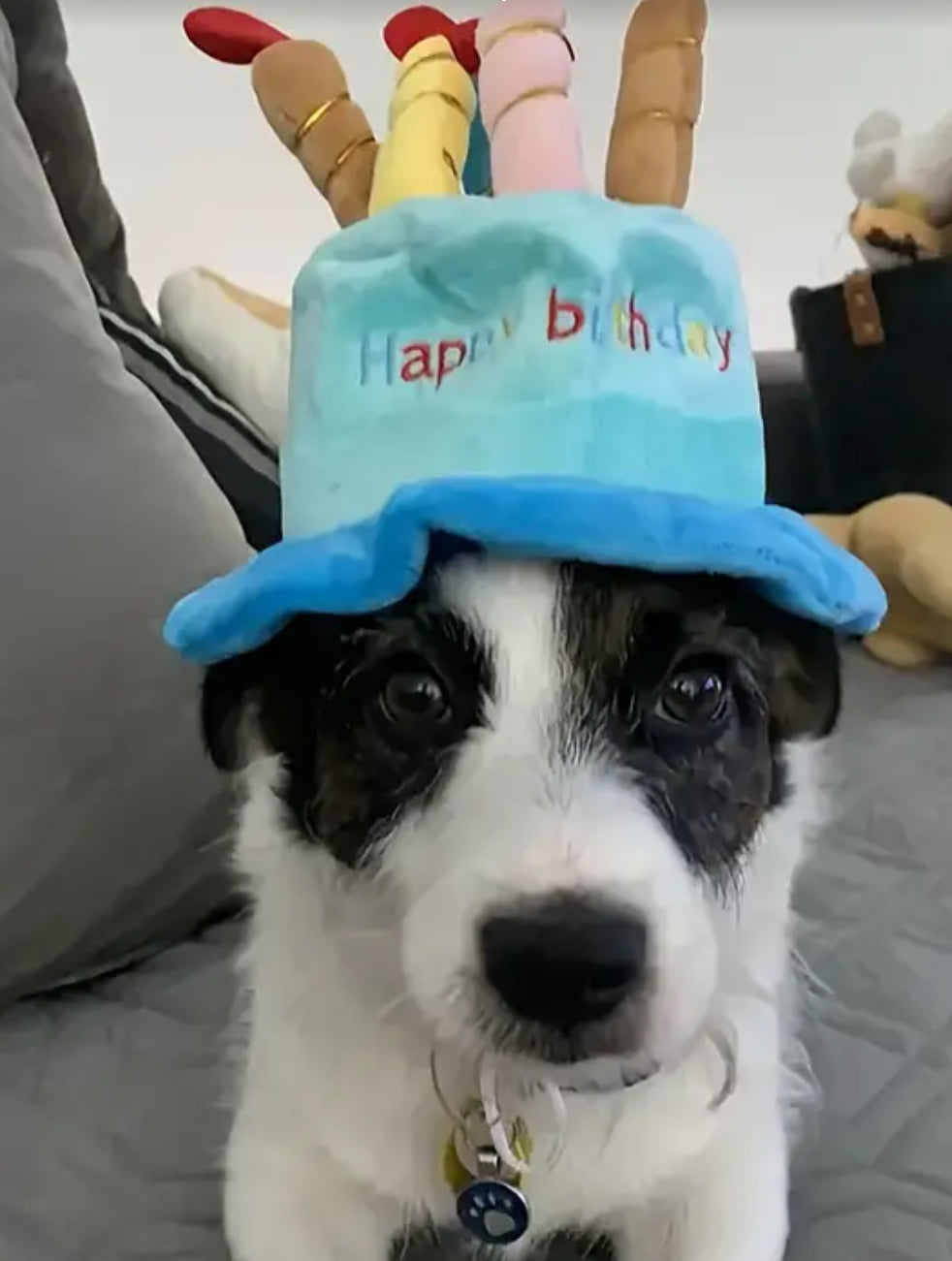 Barkie Köpekler için Doğum Günü Şapkaları