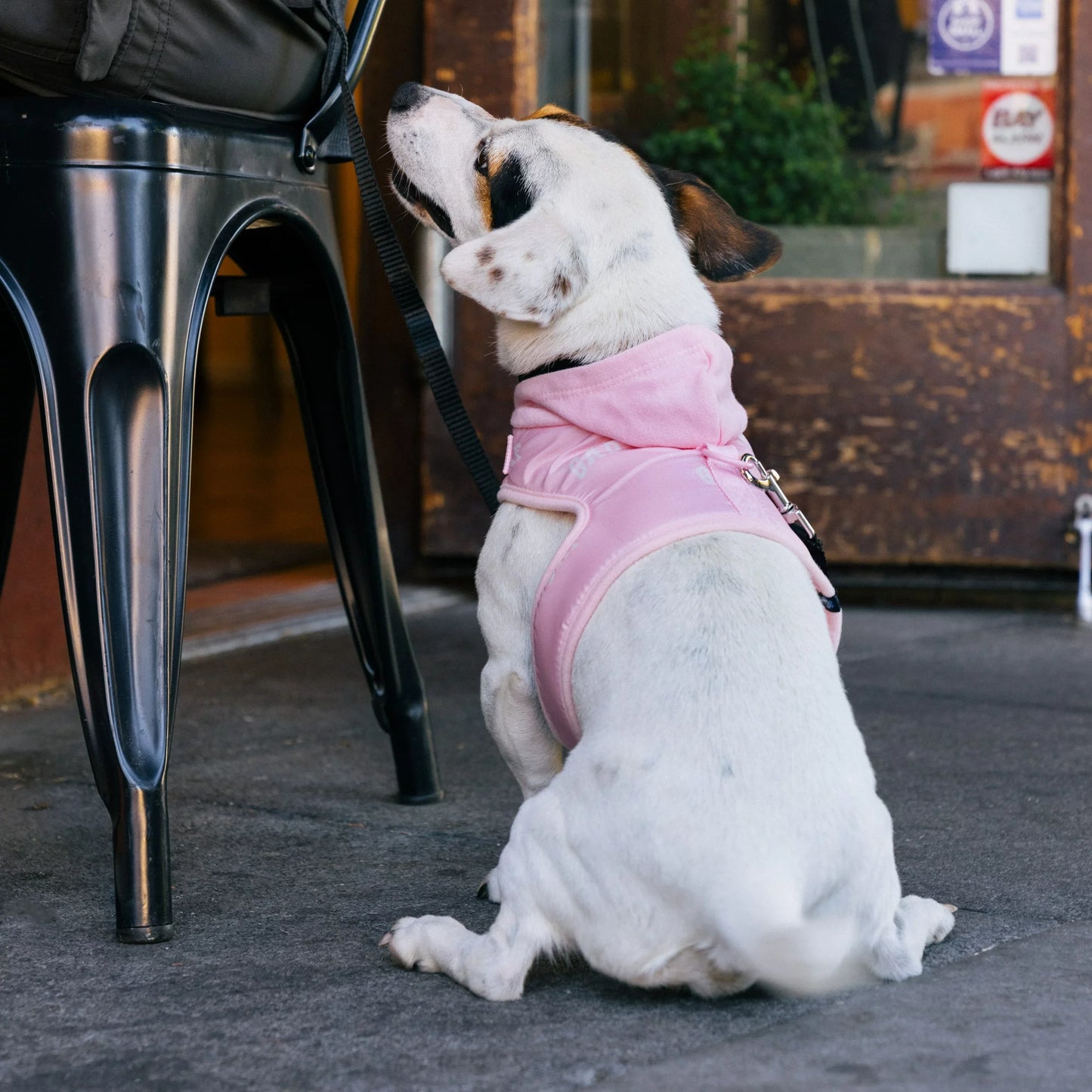 GAP Köpek Göğüs Tasması