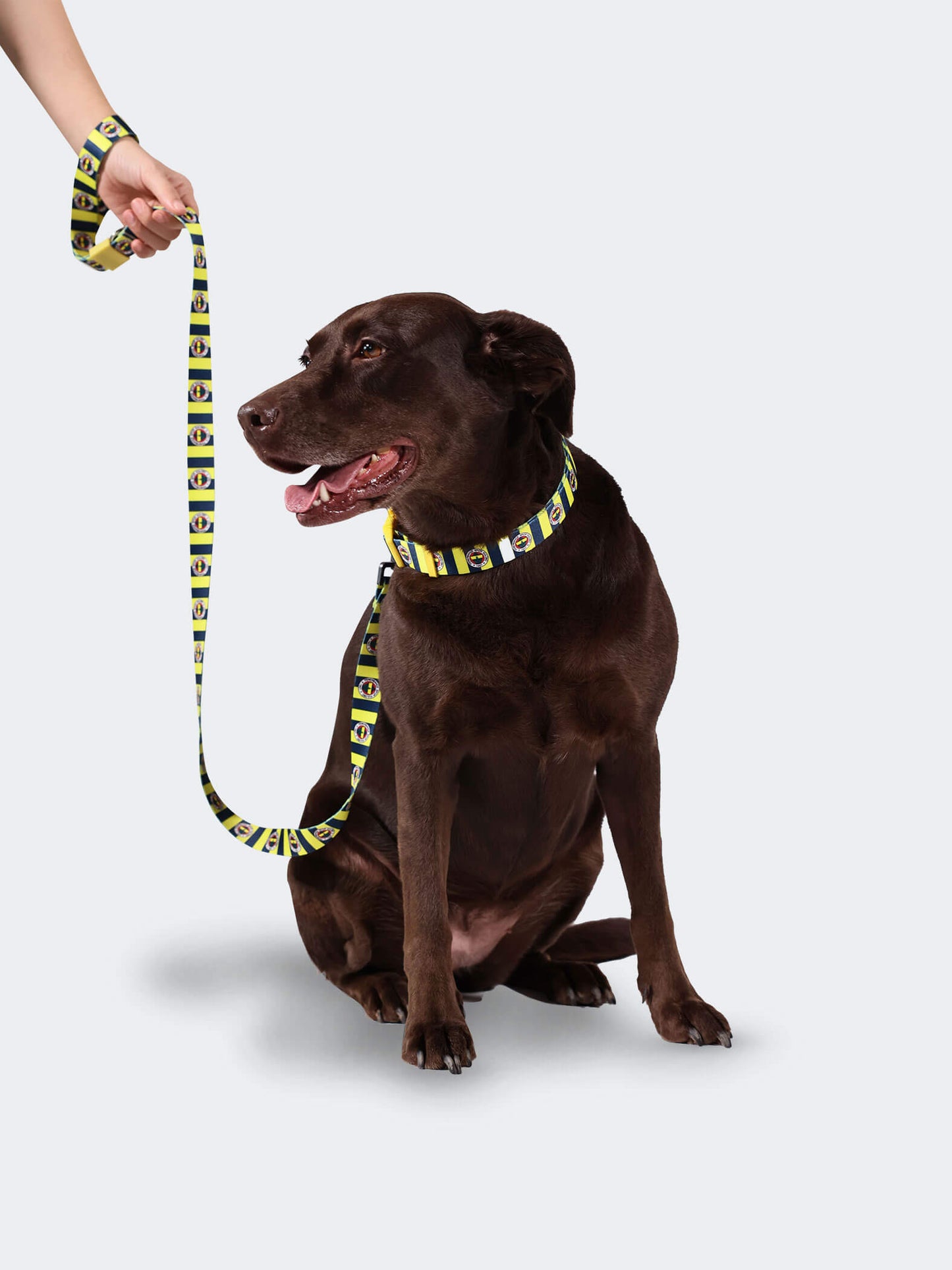 Fenerbahçe Lisanslı & Logolu Köpek Boyun Tasması