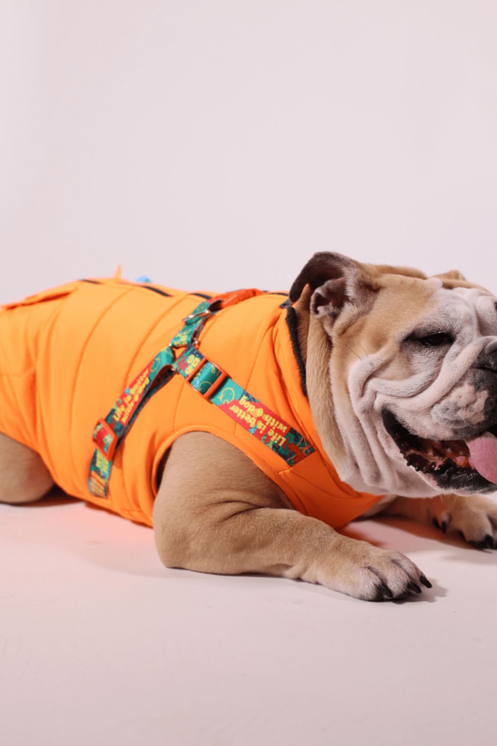 Pawlook Design Göğüs Tasmalı Köpek Montu
