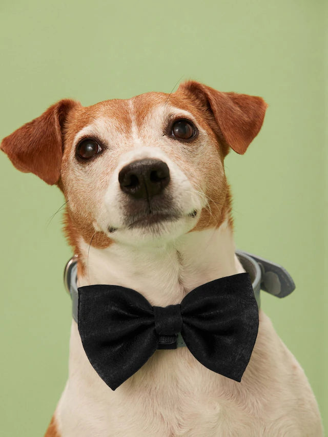 Köpek Papyonu