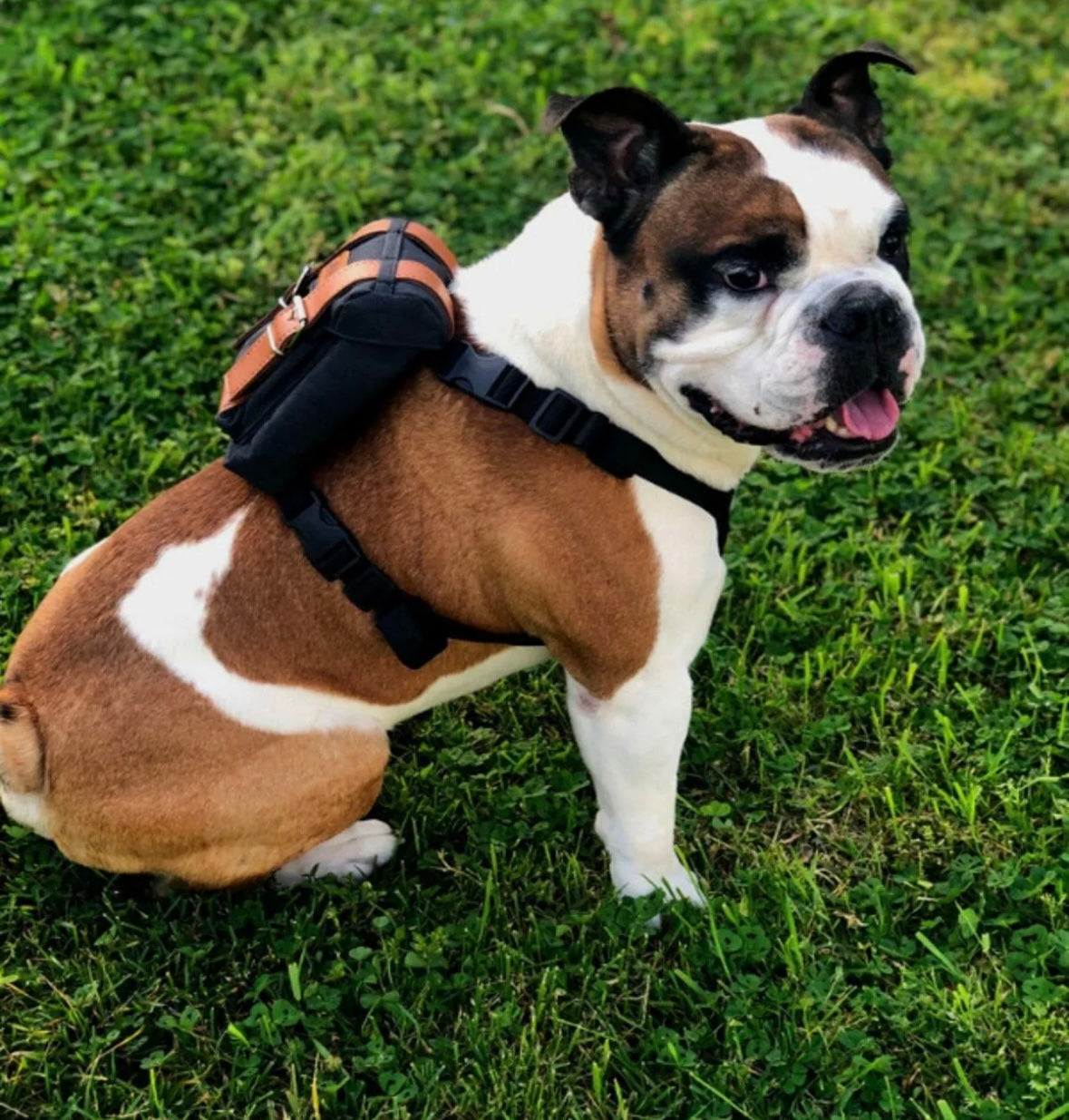 Pawlook Dog Harness Backpack Bond Series