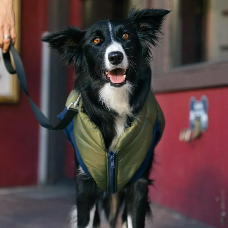 GAP Dog Puff Jacket