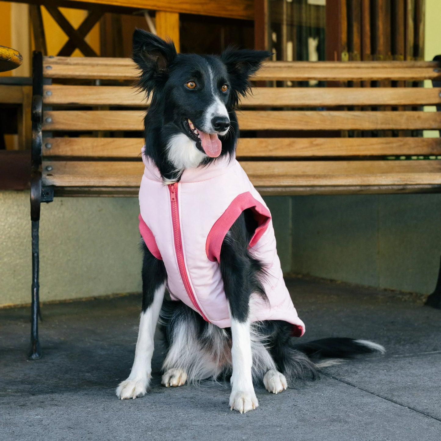 GAP Dog Puff Jacket