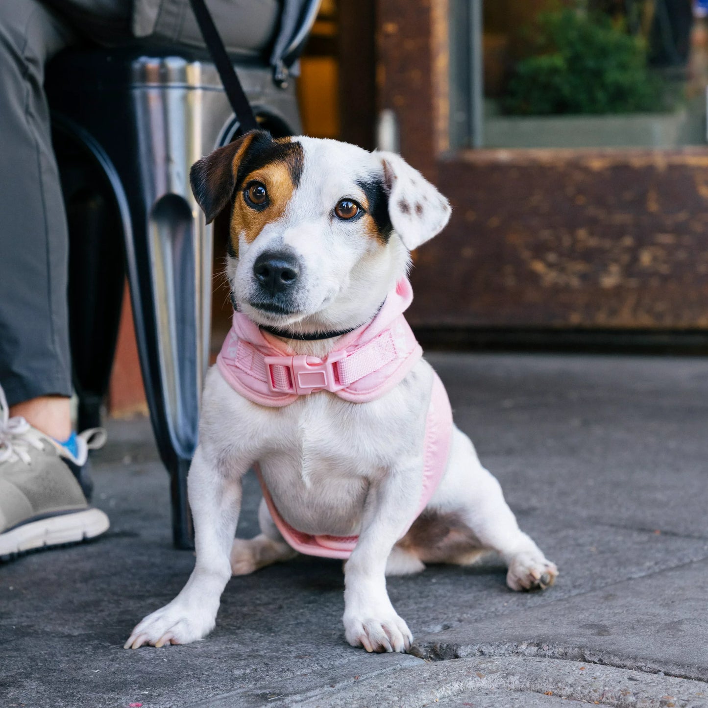 GAP Köpek Göğüs Tasması