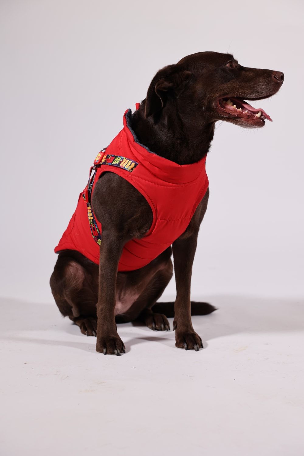 Pawlook Design Göğüs Tasmalı Köpek Montu