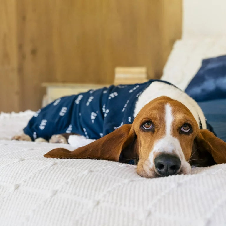 GAP Dog Pajamas