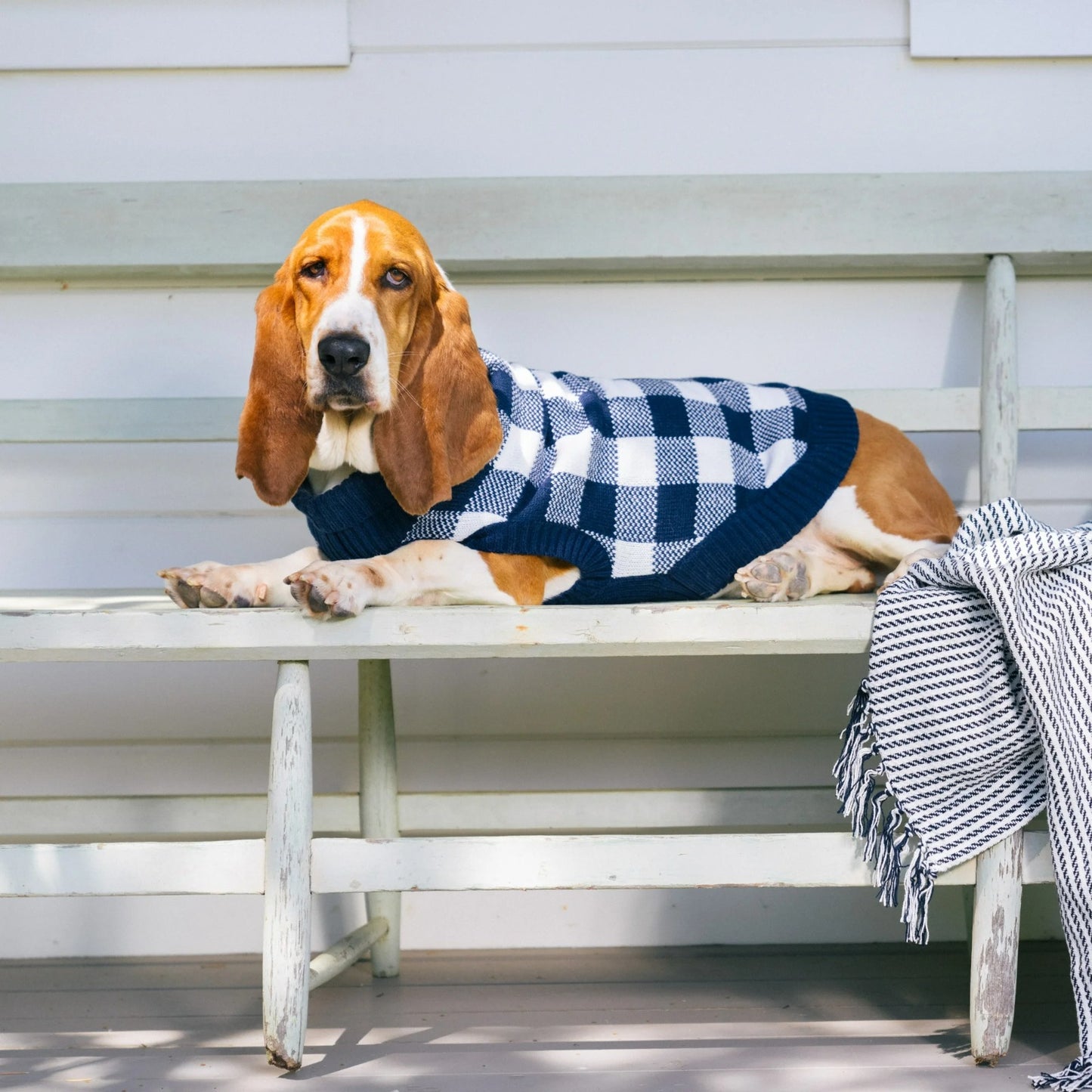 GAP Dog Sweater