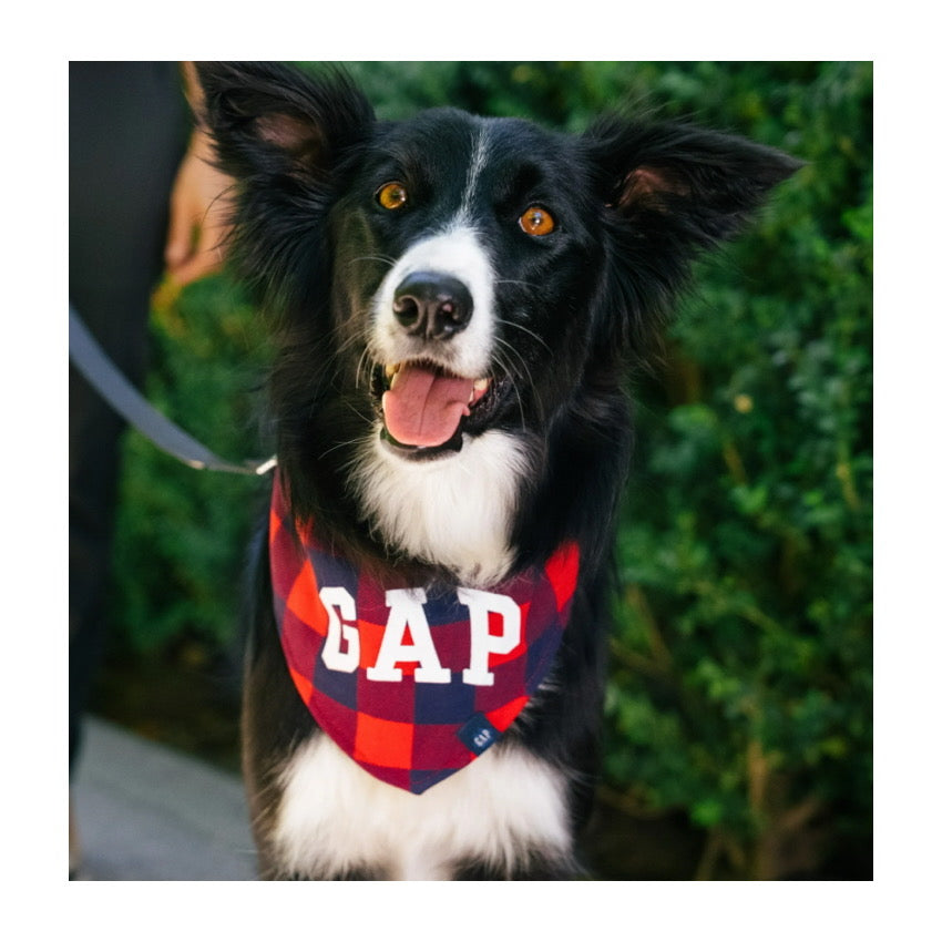 GAP Yakalık / Bandana (Küçük & Orta Irk)