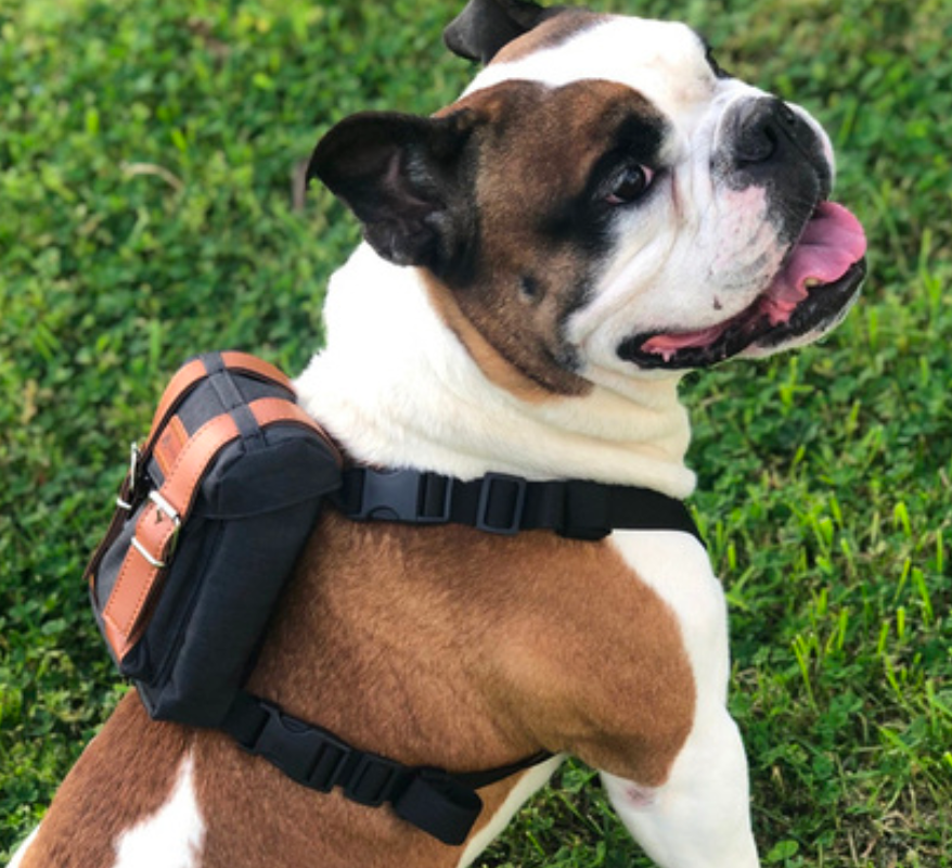 Pawlook Dog Harness Backpack Bond Series