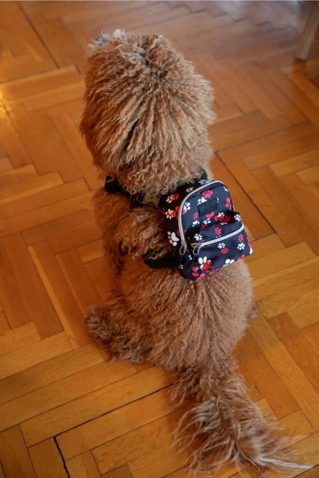 Pawlook Dog Harness Backpack