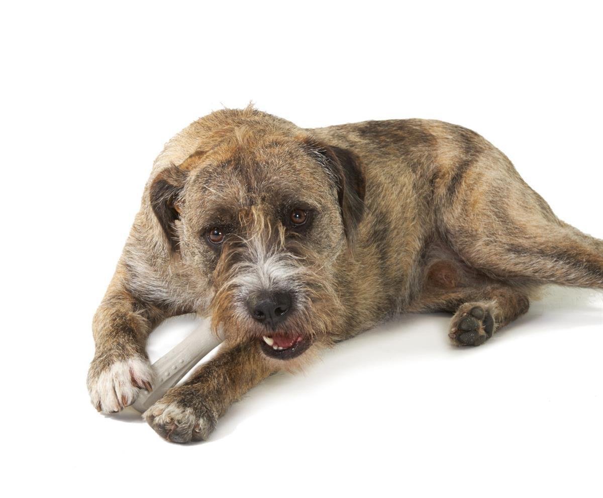 Petstages Deerhorn Antler Alternative Dog Chew Toy Köpek Çiğneme Oyuncağı