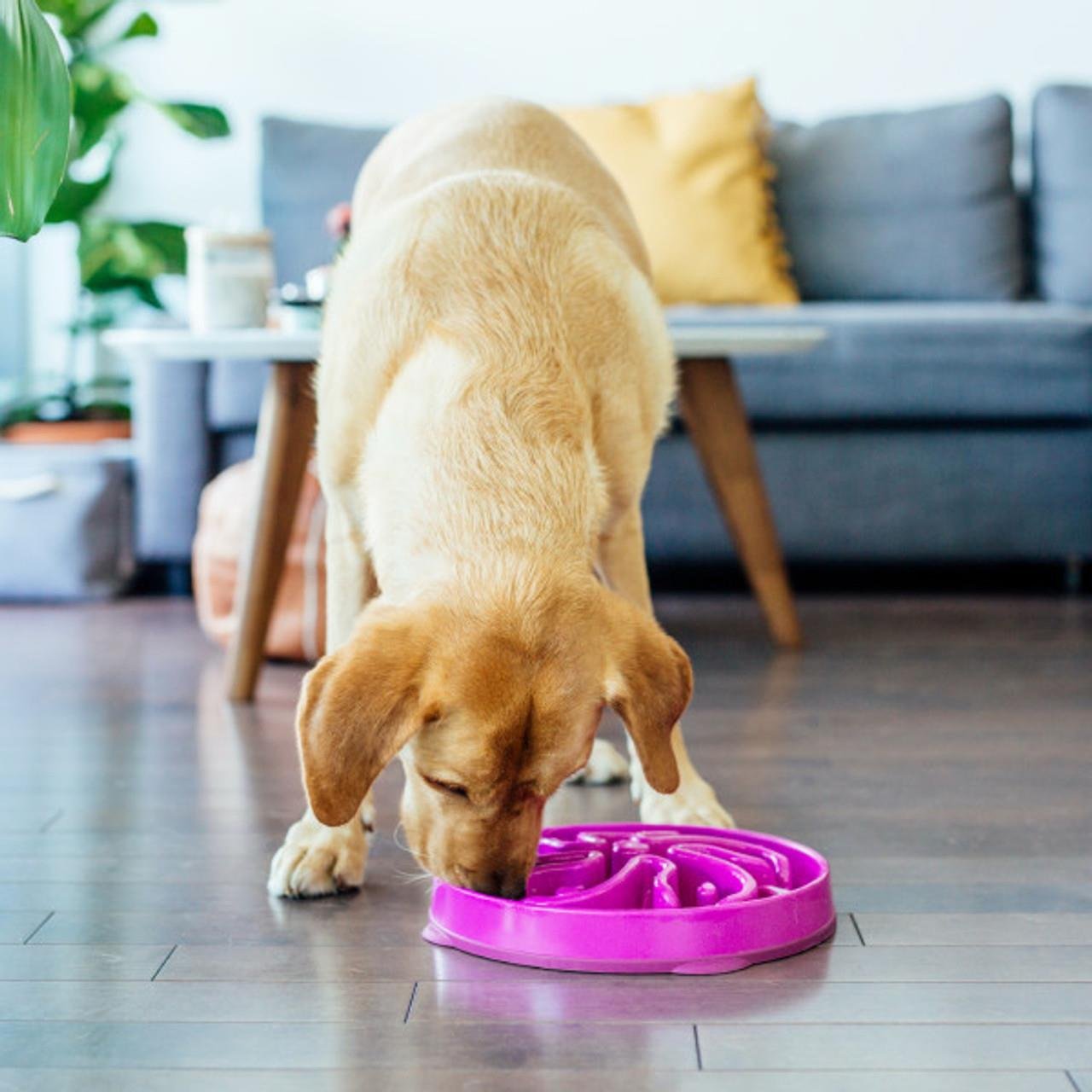 Köpek Beslenme Ürünleri