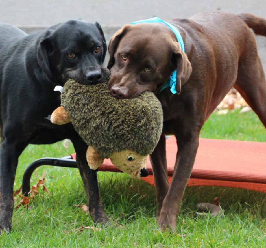 Outward Hound Hedgehogz Kirpi Peluş Oyuncak