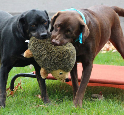 Outward Hound Hedgehogz Kirpi Peluş Oyuncak