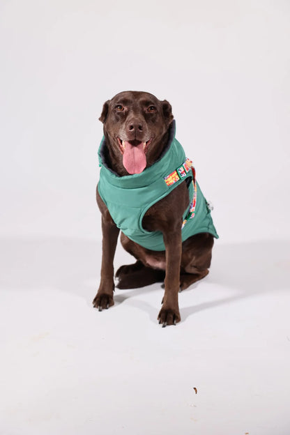Pawlook Design Göğüs Tasmalı Köpek Montu