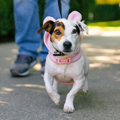 GAP Köpek Göğüs Tasması
