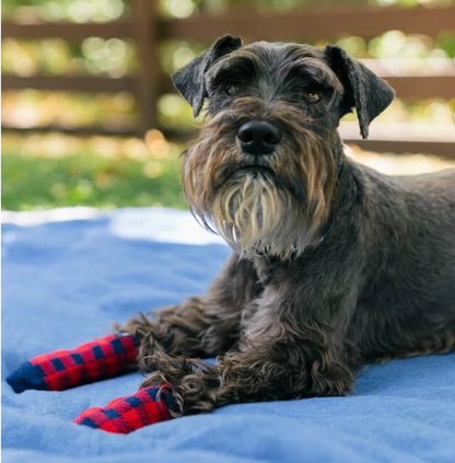 GAP Dog Socks