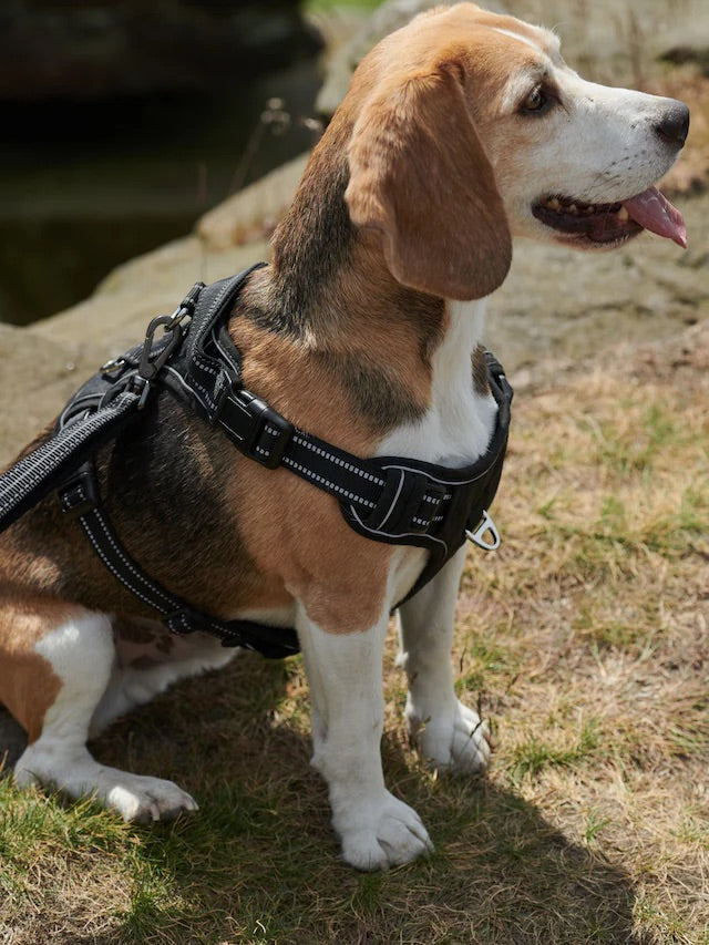 Beden / Göğüs Tasması