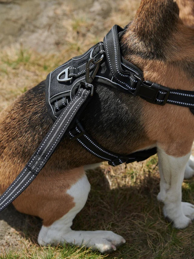 Beden / Göğüs Tasması