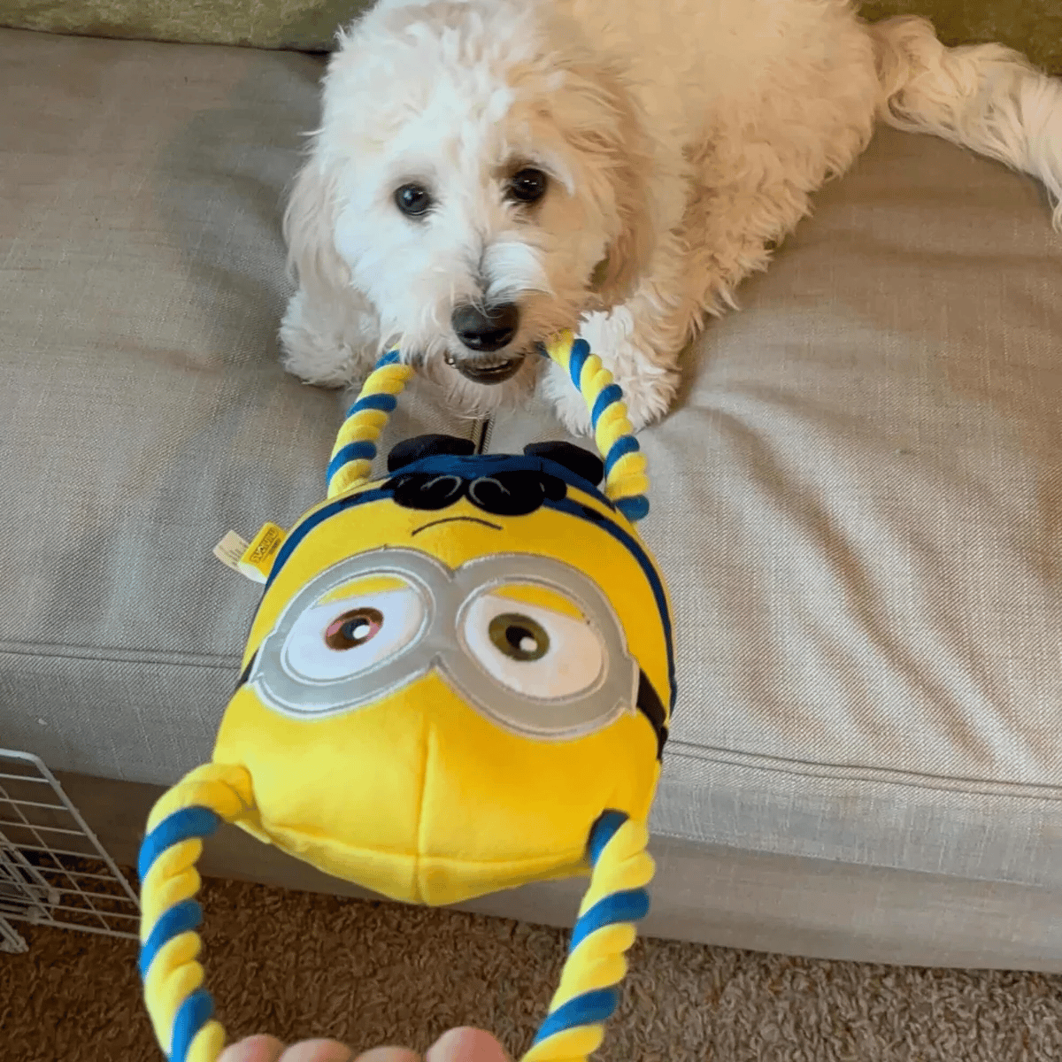 Minion® Double Tug Çekiştirme Oyuncakları (Bob,Stuart,Kevin)