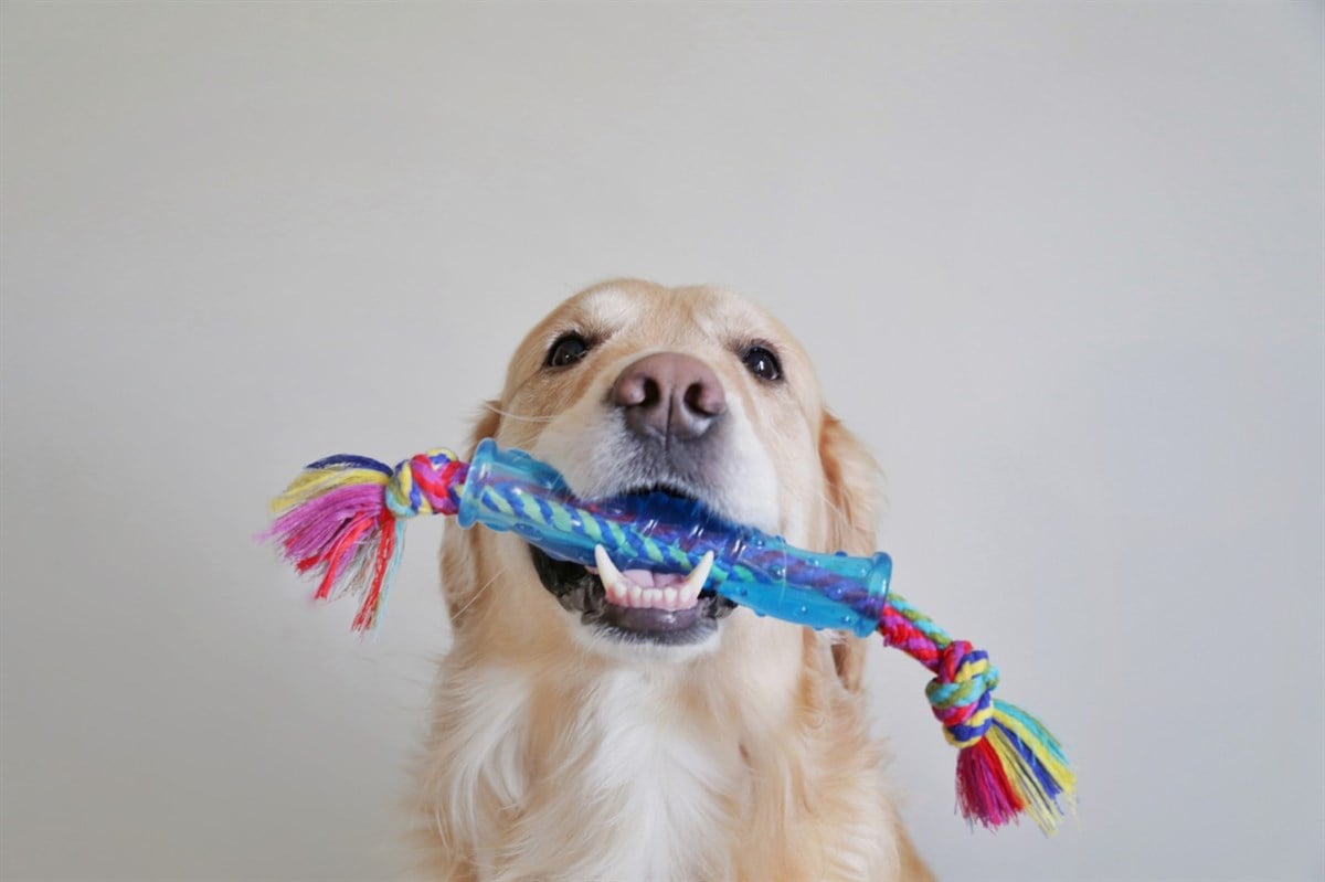 Petstages Mini Orka Bone Kemik Şeklinde Köpek Oyuncağı